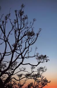Jacaranda Sunset